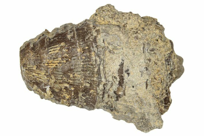 Jurassic Fossil Coral - Portugal #244807